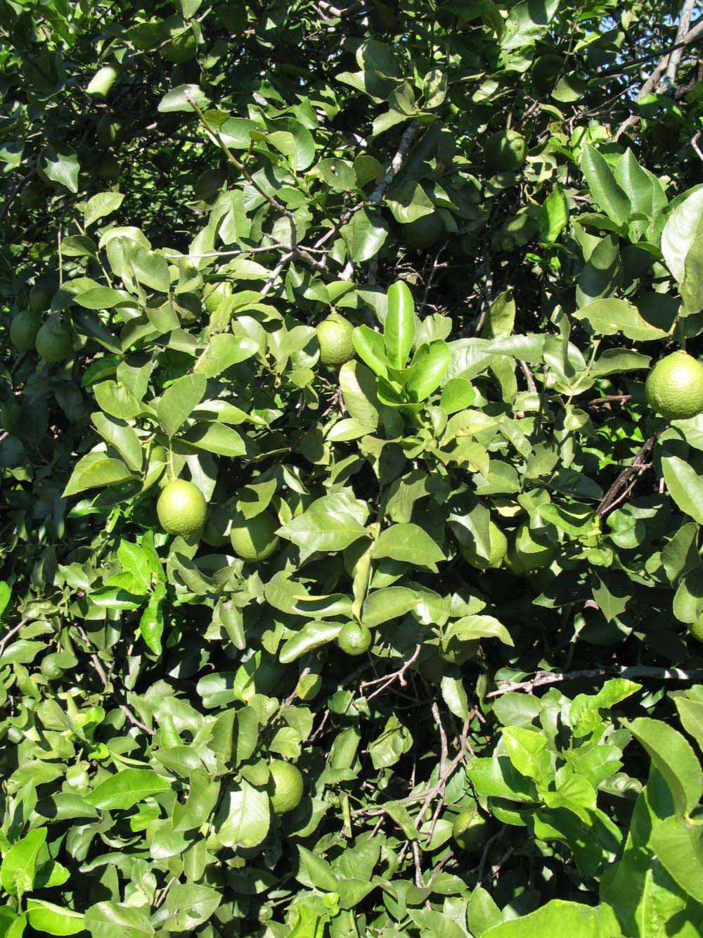              Sun leaves (Todo del Ano, Winter Haven, FL)       